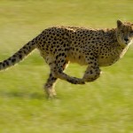 Speed Test